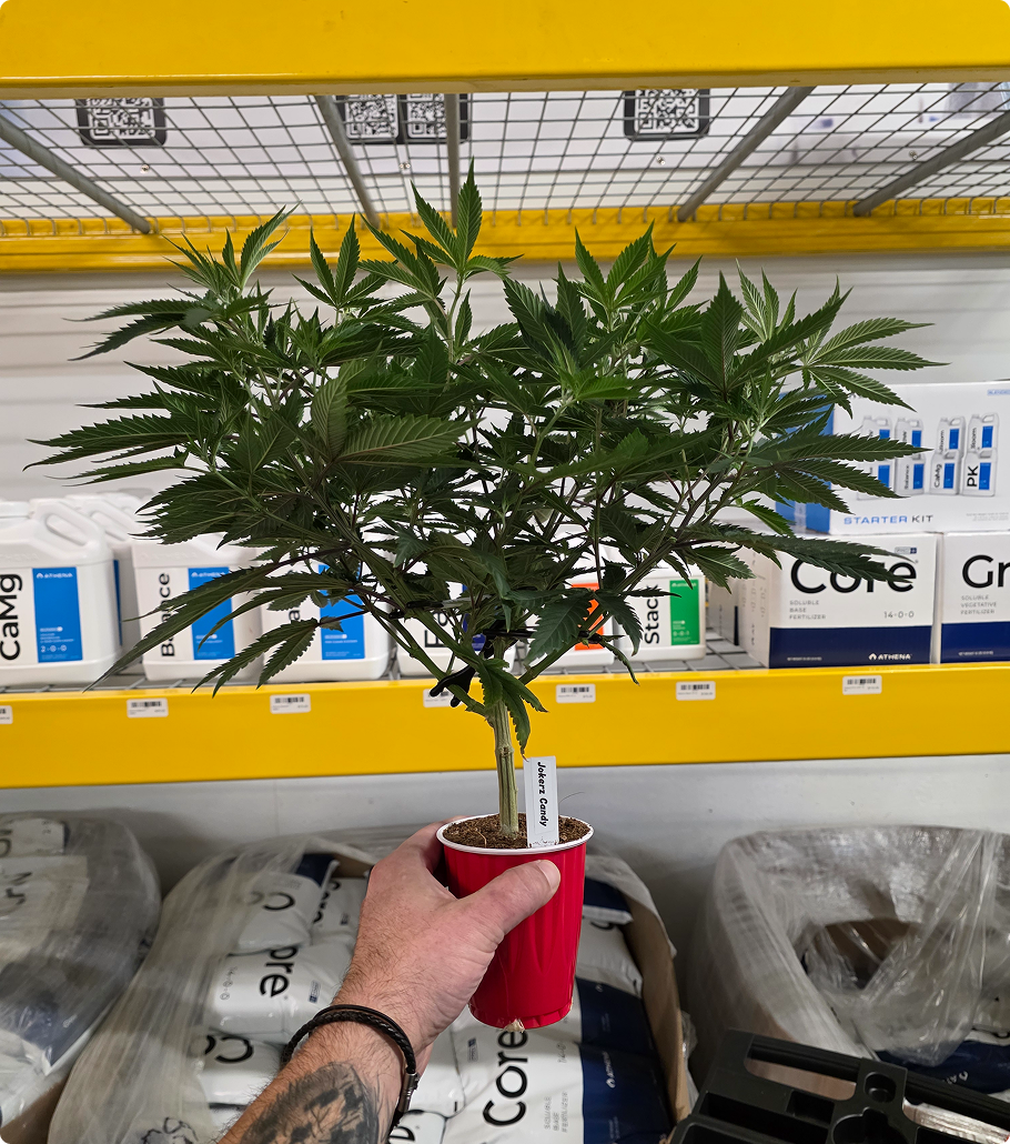 Superior Hydroponics